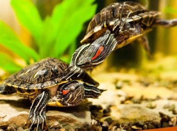 Красноухая черепаха: как ухаживать в домашних условиях