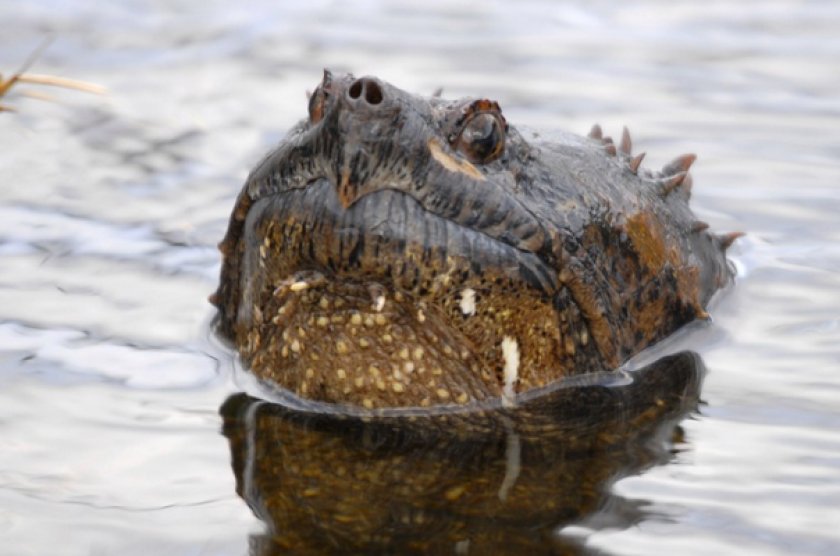 Каймановая черепаха Каймановая черепаха