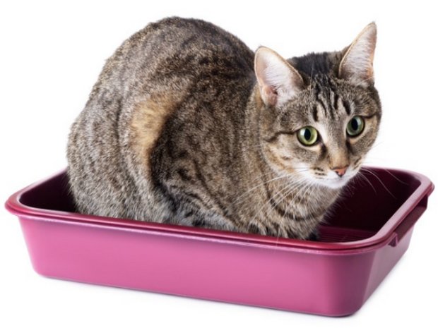 Кот писает Кот писает