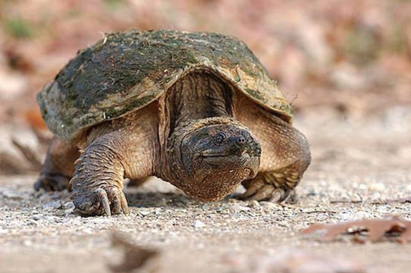 Каймановая черепаха Каймановая черепаха