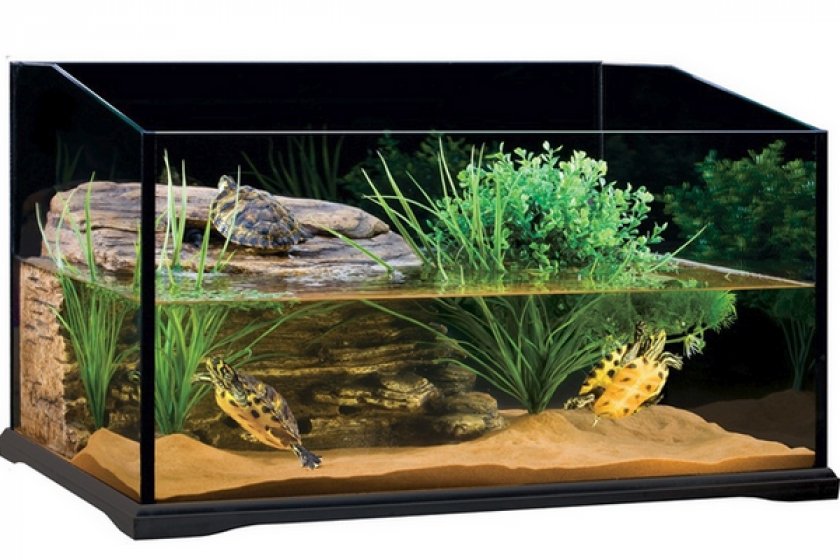 Терарриум Терарриум