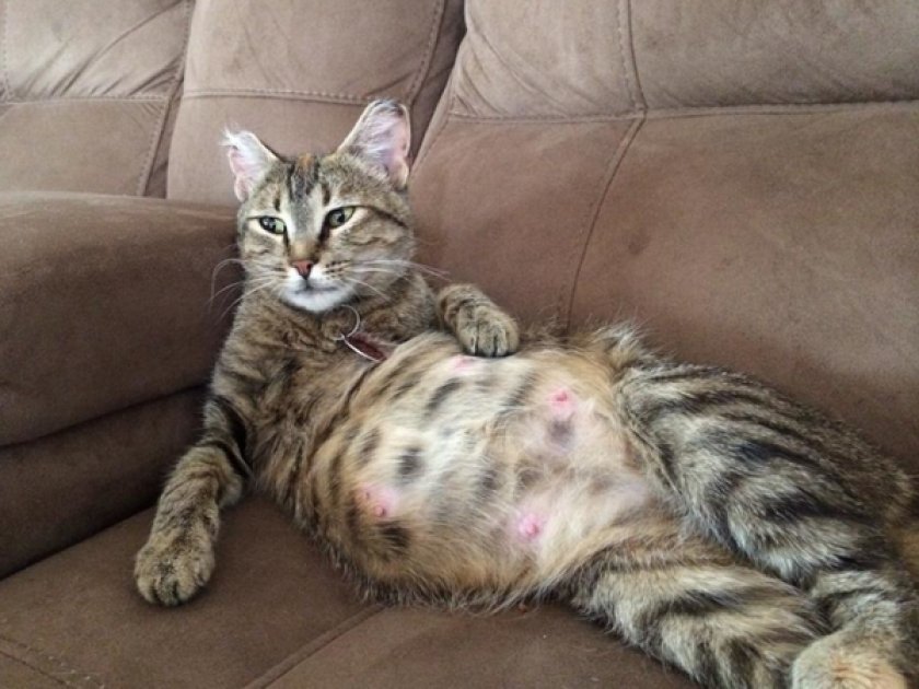 Кошка беременная Кошка беременная