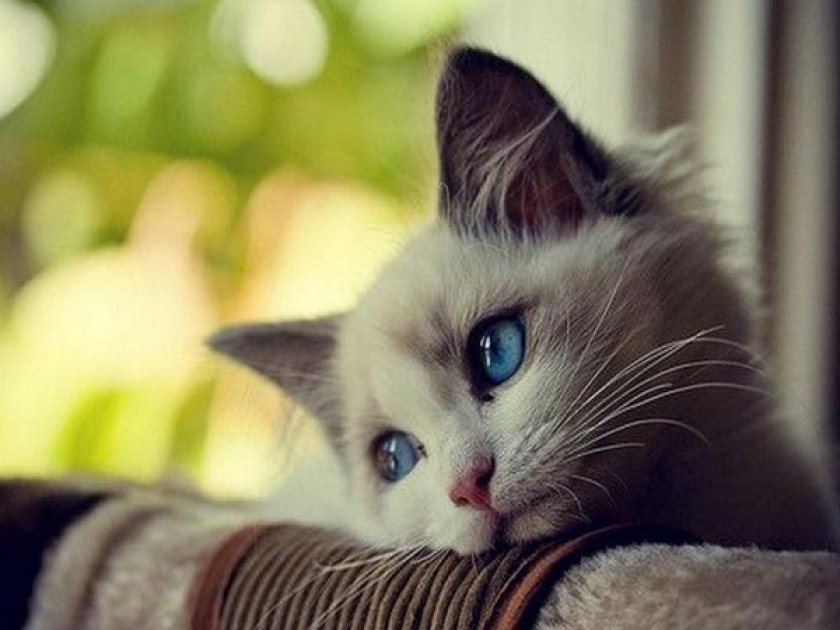 Кот с бактериальной инфекцией Кот с бактериальной инфекцией