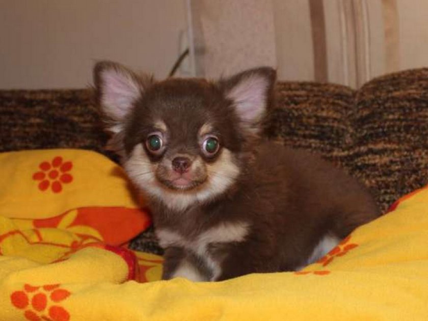 Чихуахуа Чихуахуа