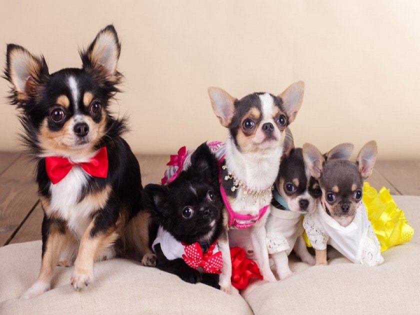 Чихуахуа Чихуахуа