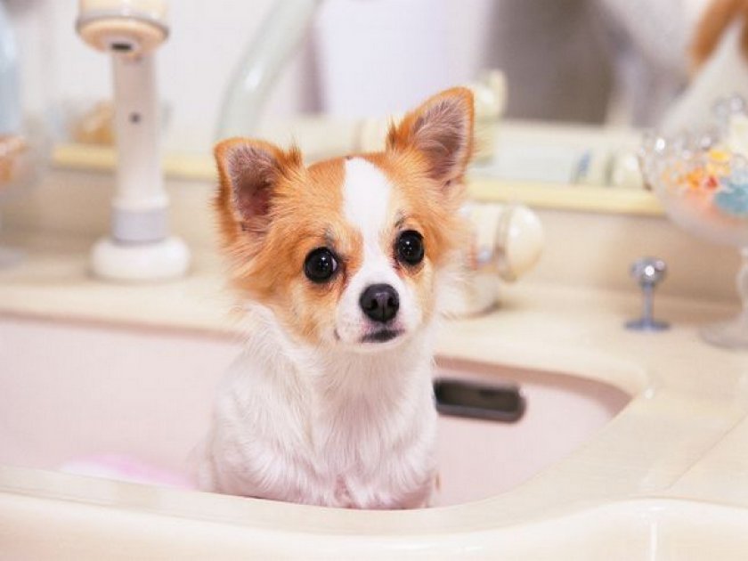 Уход за чихуахуа Уход за чихуахуа