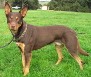 Австралийский келпи