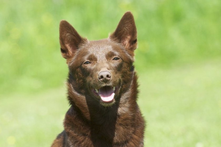 Австралийский келпи