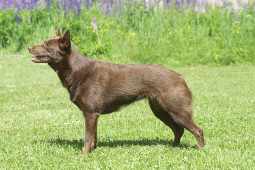 Австралийский келпи