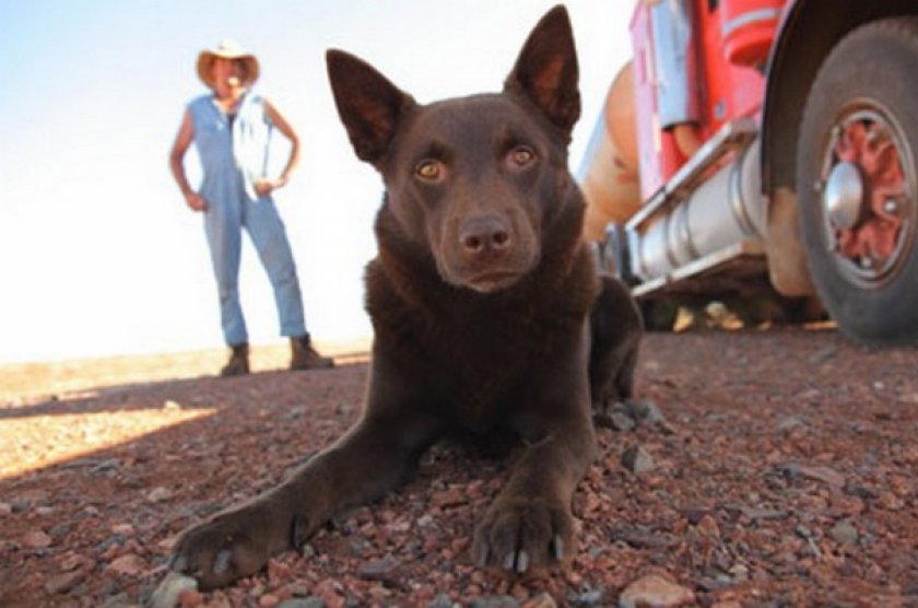 Австралийский келпи