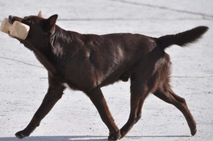 Дрессировка собаки