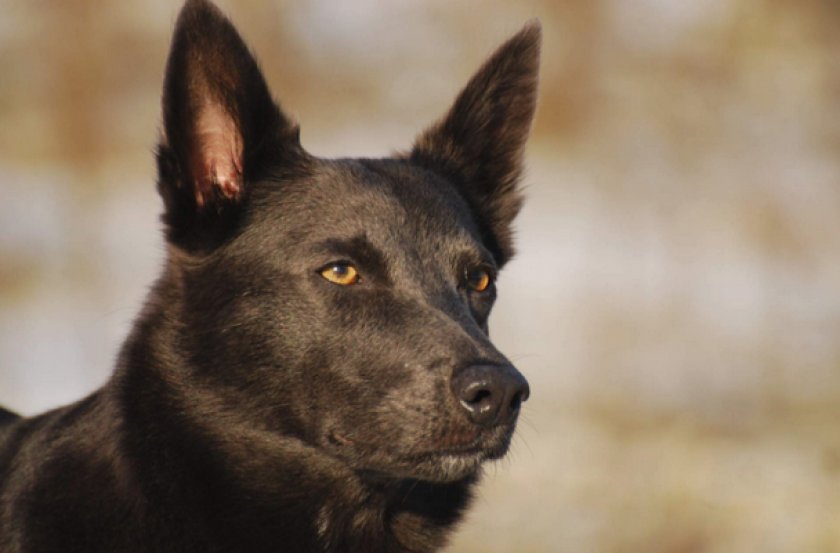 Австралийский келпи