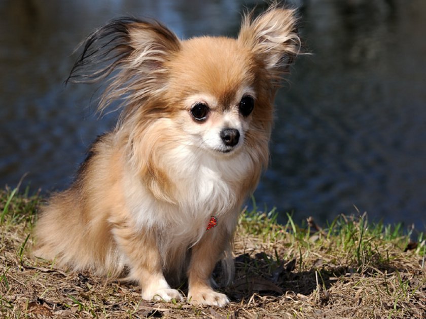 Чихуахуа Чихуахуа