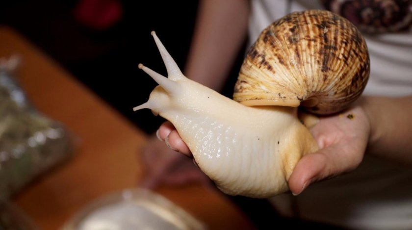 Улитки ахатины