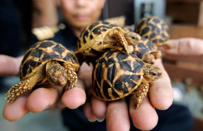 Индийская звездная черепаха