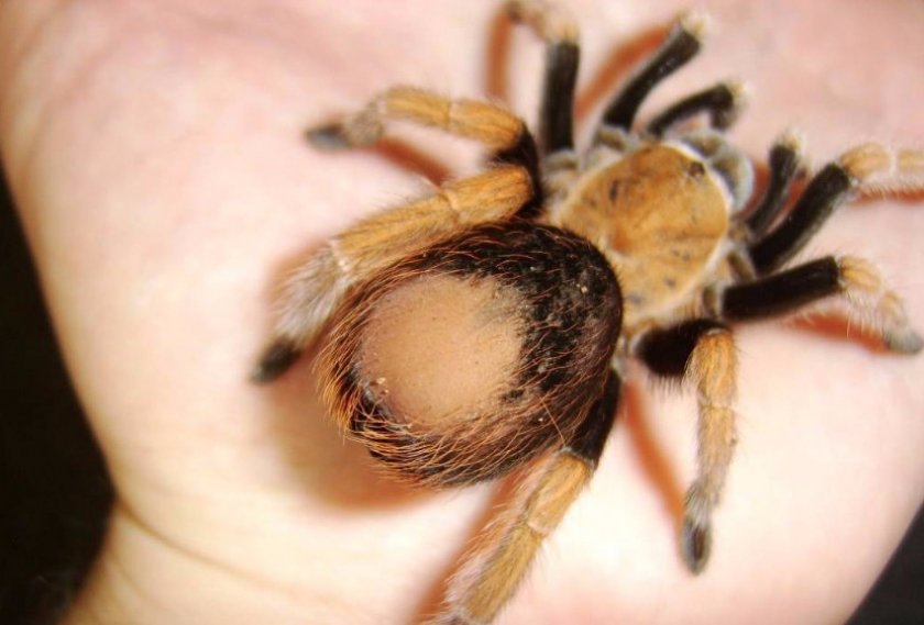 Паук-птицеед