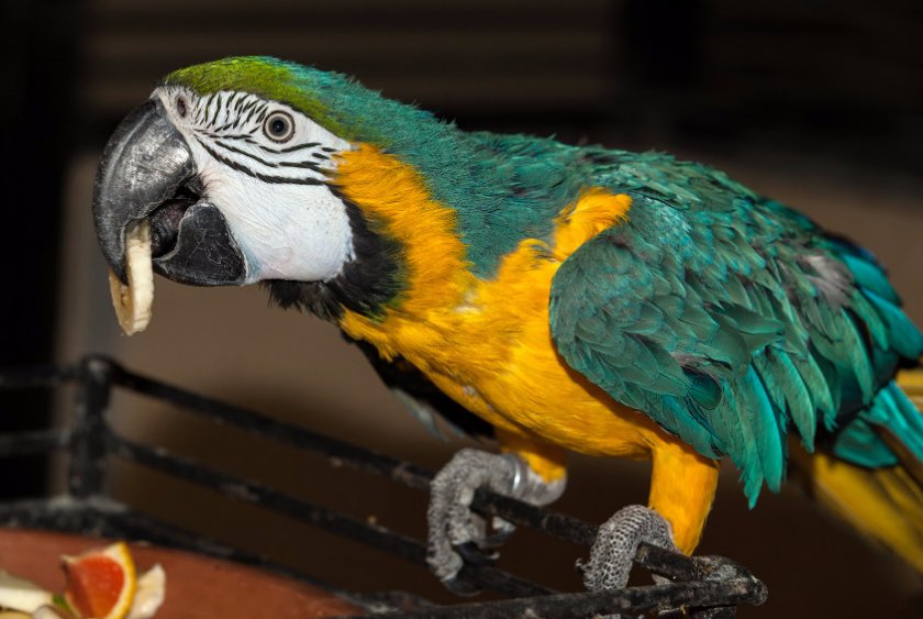 Попугай Ара