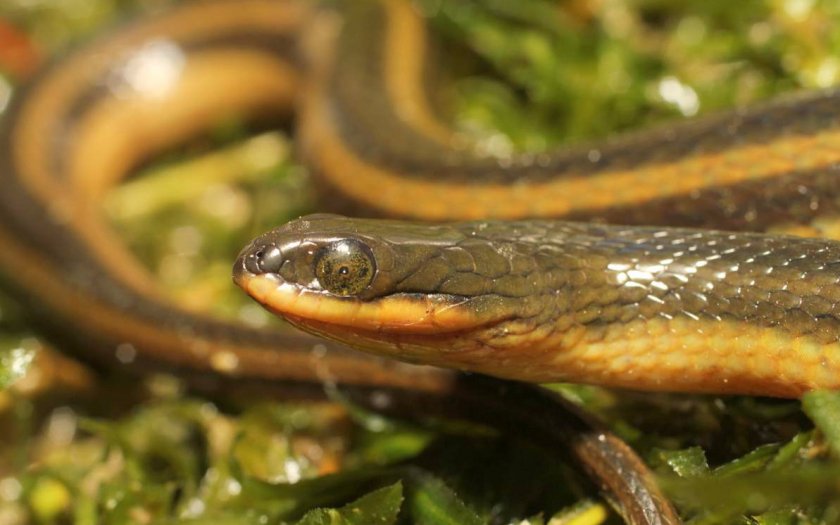 Полосатая болотная змея