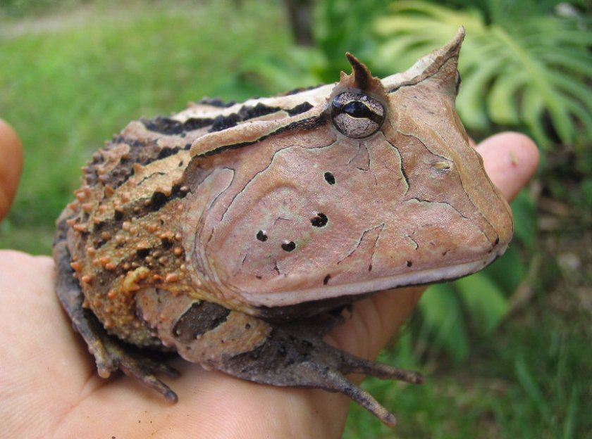 Аргентинская рогатая лягушка