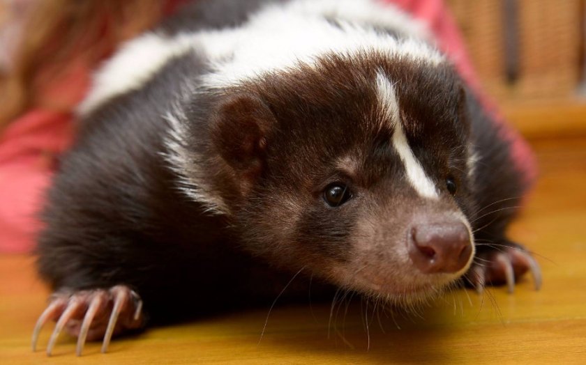 Полосатый скунс