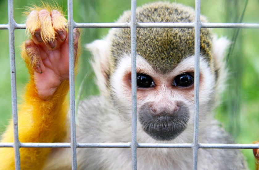 Беличья обезьяна