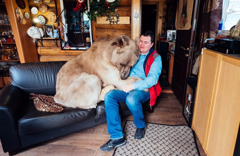 Домашний медведь