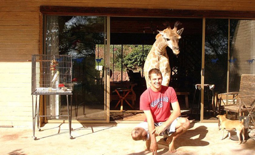 Домашний жираф