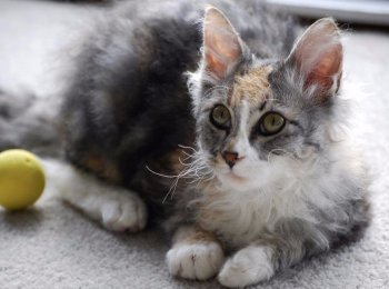 Лаперм — порода кошек с дикими индейскими корнями