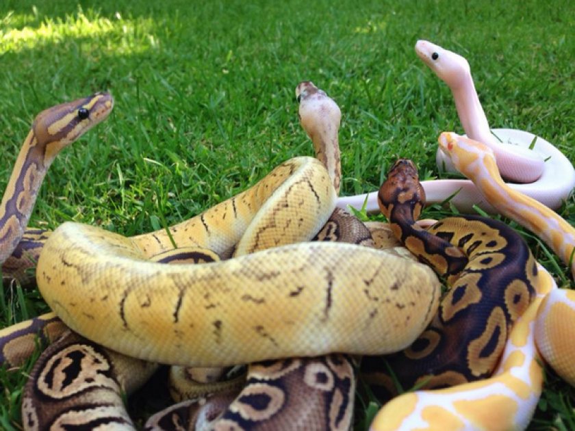 Королевский питон Королевский питон