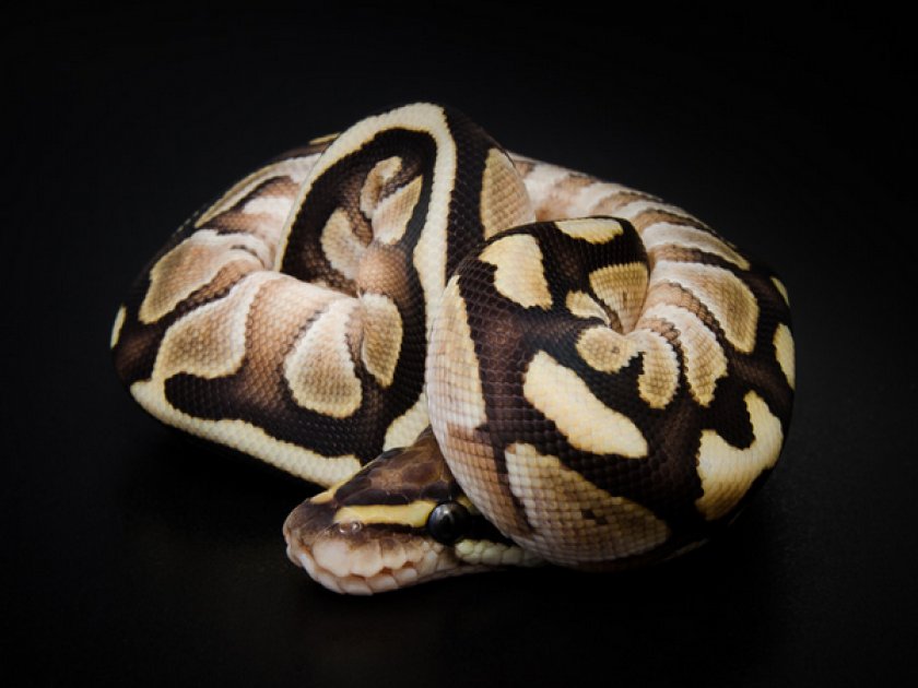 LESSER PLATINUM LESSER PLATINUM