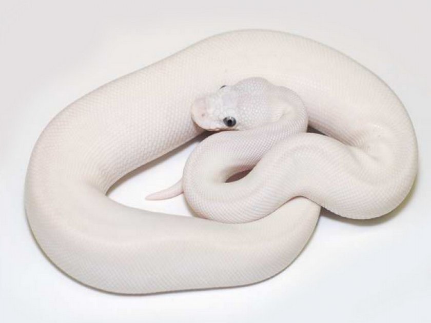 SUPER LESSER SUPER LESSER