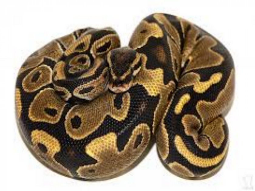 ORANGE GHOST ORANGE GHOST