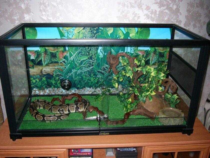 Террариум для королевского питона Террариум для королевского питона