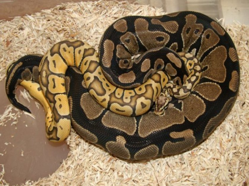 Размножение королевских питонов Размножение королевских питонов