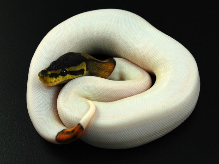 Королевский питон Королевский питон