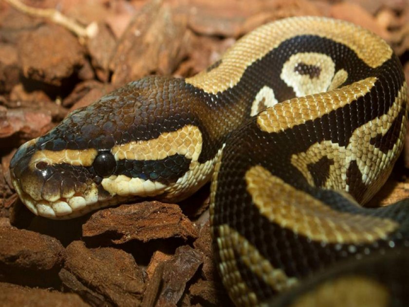 Королевский питон Королевский питон