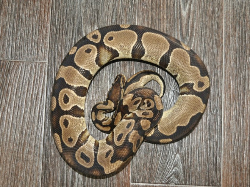 Королевский питон Королевский питон