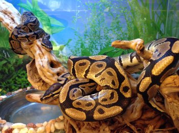 Описание, образ жизни и содержание королевского питона в террариуме