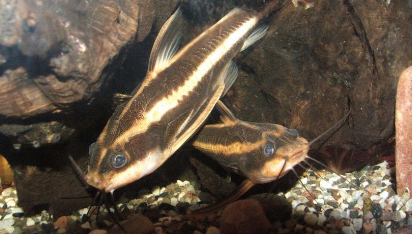 Платидорас полосатый