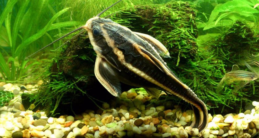 Платидорас полосатый Платидорас полосатый