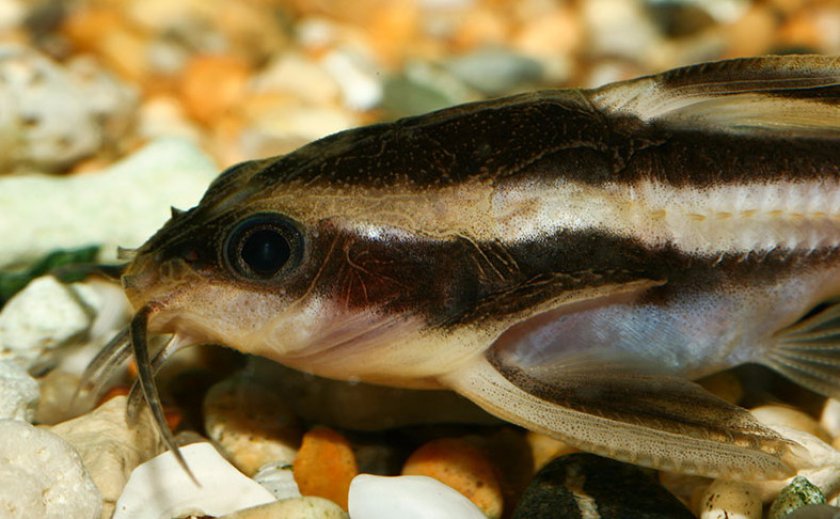 Платидорас полосатый Платидорас полосатый