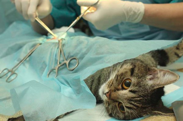 Как кастрируют котов: как делают дома или в клинике, способы, что удаляют