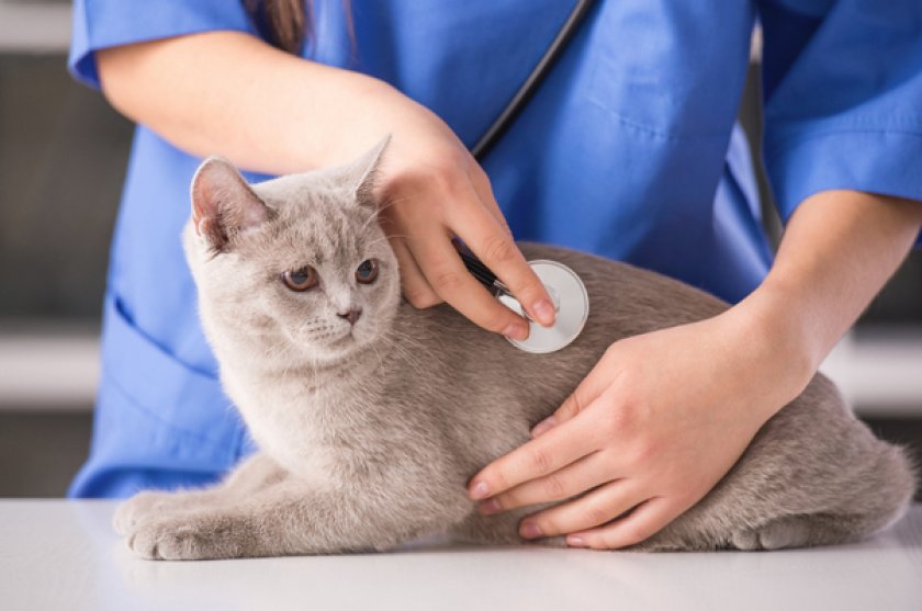 Ветеринарный осмотр