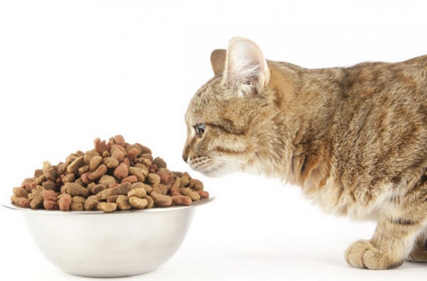 Питание кота