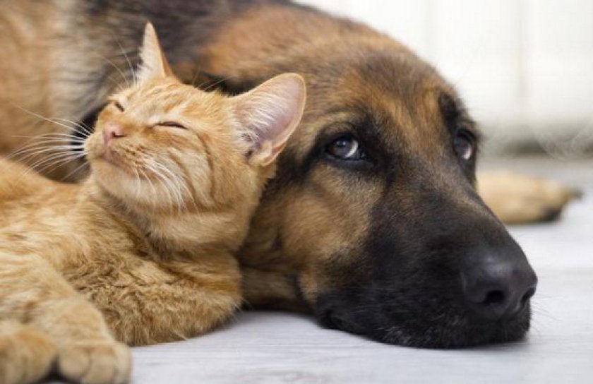 Препарат «Легафитон 200»