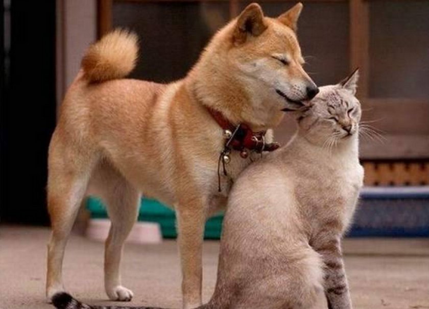 Препарат «Легафитон 200»