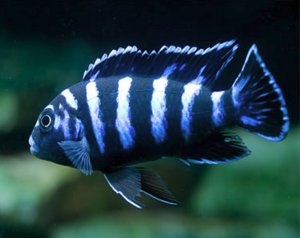 Псевдотрофеус