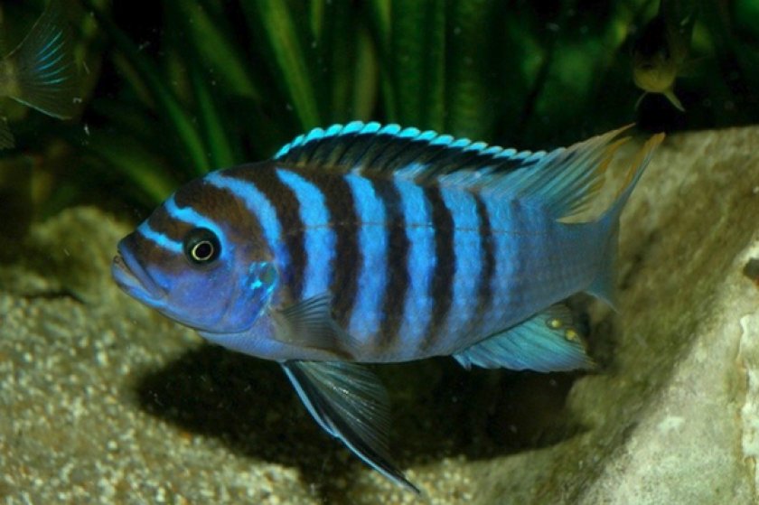 Псевдотрофеус зебра