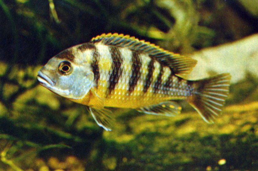 Ливингстони