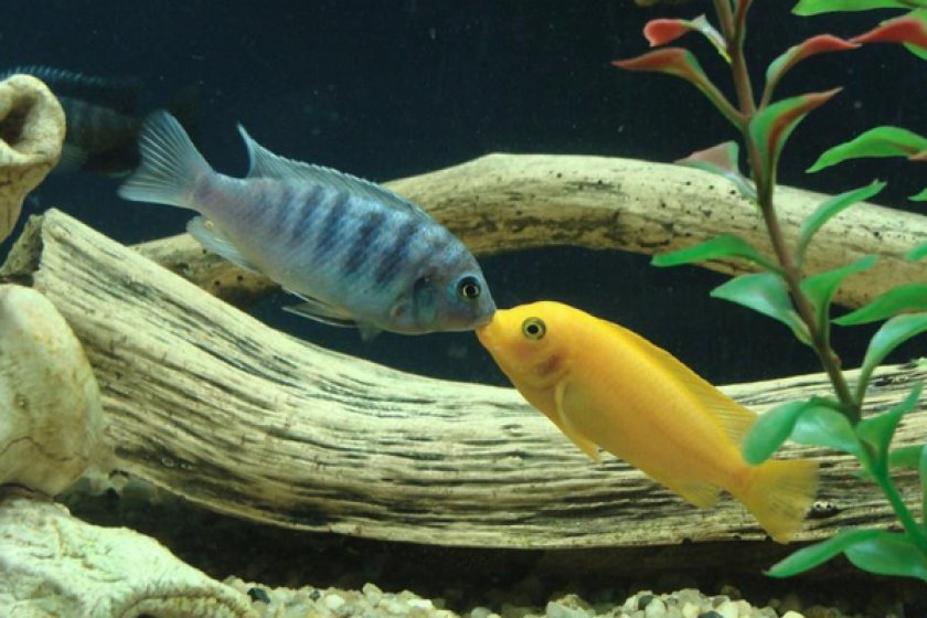 Псевдотрофеусы